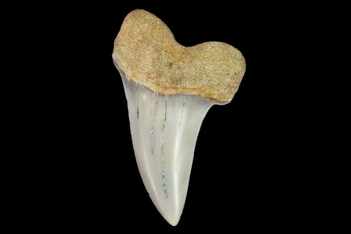 Mako Shark Tooth Fossil - Sharktooth Hill, CA #94709